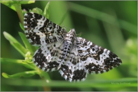 <p>PÍĎALKA POVÁZKOVÁ (Epirrhoe tristata) Jiříkov</p>